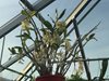 Den. Amethystoglossum (Orchideen Garten  ) (2)